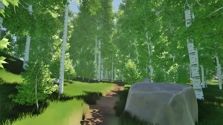 Birch forest with light trunks.